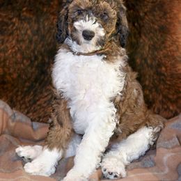 Brown - Goldendoodle puppy from High Quality Goldendoodles