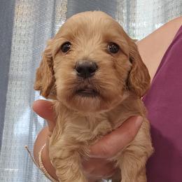 Purple Collar Female - Red female Cockapoo puppy in Mocksville, North Carolina from Hunting Creek Farms