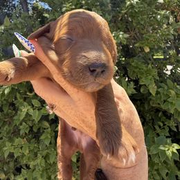 Balboa - Red  male Goldendoodle puppy in La Verne, California from Marshall Goldendoodles