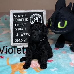 Violet - Black female Poodle puppy in Vail, Arizona from Semper Poodelis