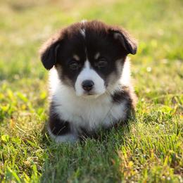 Pembroke Welsh Corgi Puppies from Edgewood Farm