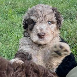 Osborne - Chocolate male Assorted Doodle Crosses puppy in Kansas City, Missouri from Beary GoldenDoodles