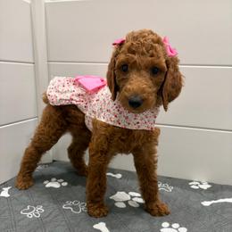 Peach collar - Red  female Poodle puppy in San Benito, Texas from Irene's Poodles