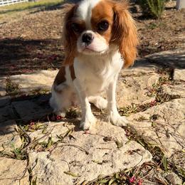 Nyla - Blenheim female Cavalier King Charles Spaniel puppy in Encinitas, California from Seaside Cavaliers