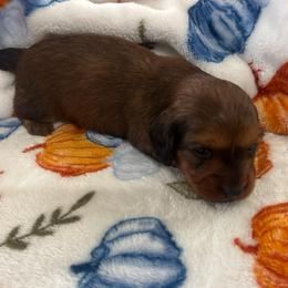 Rolling - Chocolate male Dachshund puppy in Humphreys, Missouri from Foster’s Dachshunds