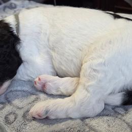 COWBOY - Phantom male Poodle puppy in Aurora, Colorado from Simply Amazing Doodles