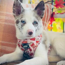 Moose - Merle male Pomsky puppy in Greenville, South Carolina from Thicketty Mountain Pomskies