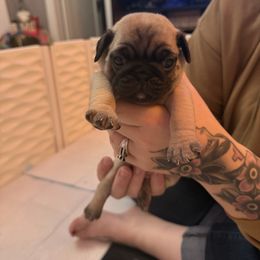 Bean - Fawn male Pug puppy in Vader, Washington from Tanori Kennels