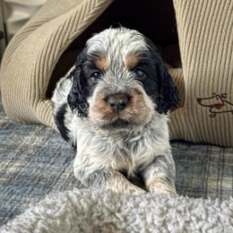 English Springer Spaniel Puppies from Butterfield Trail Farm
