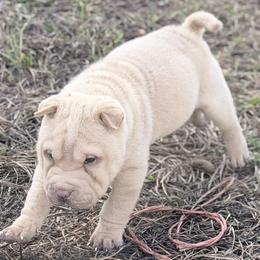 Kiri - Cream female Chinese Shar-Pei puppy in Lehigh Acres, Florida from Florida Wrinkles