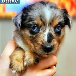Blake - Black tri male Miniature Australian Shepherd puppy in Punta Gorda, Florida from Christie's Creekside Aussies