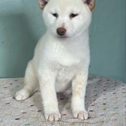 Millie - Cream female Shiba Inu puppy in Winthrop, Minnesota from Kayobi Shibas
