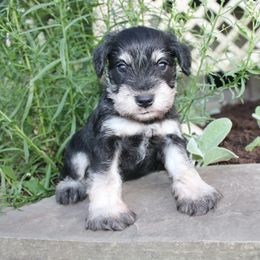 Joshua DNA Clear - Black and silver male Miniature Schnauzer puppy in Pennsylvania from Sweet Pups