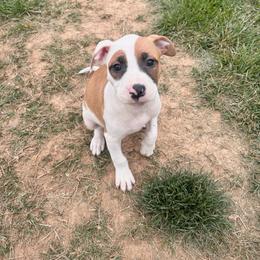 Jasmine - Red sable female American Pit Bull Terrier puppy in Frederick, Maryland from •Wyngate Pits•