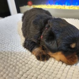 Nala - Black and tan Rottweiler puppy in Miami, Florida from X Marmol House