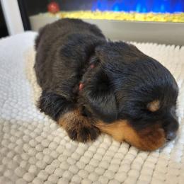 Nala - Black and tan Rottweiler puppy in Miami, Florida from X Marmol House