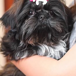 Shih Tzu and Shorkie Puppies from Nana's Happy Pups