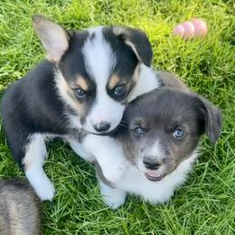Cardigan Welsh Corgi and Pembroke Welsh Corgi Puppies from Patriot American Corgi