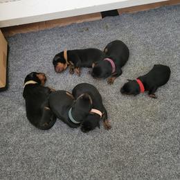 Girl 4 - female Rottweiler puppy in Snohomish, Washington from Sky Valley Rottweilers