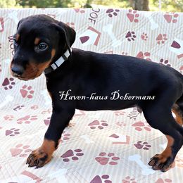 Gray collar 381 - Black and rust male Doberman Pinscher puppy in Harmony, North Carolina from Havenhaus Dobermans