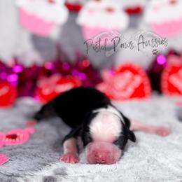 Love Bug - Black tri female Toy Australian Shepherd puppy in Liberty Hill, Texas from Pistol Paws Aussies