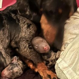 Dachshunds from Coleman's Dachshunds