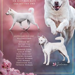 Kishu Ken All Grown Up from Ourou Sou