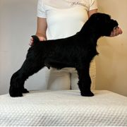 Boy 1 - Black Standard Schnauzer puppy in Lakebay, Washington from Jolanie Schnauzers