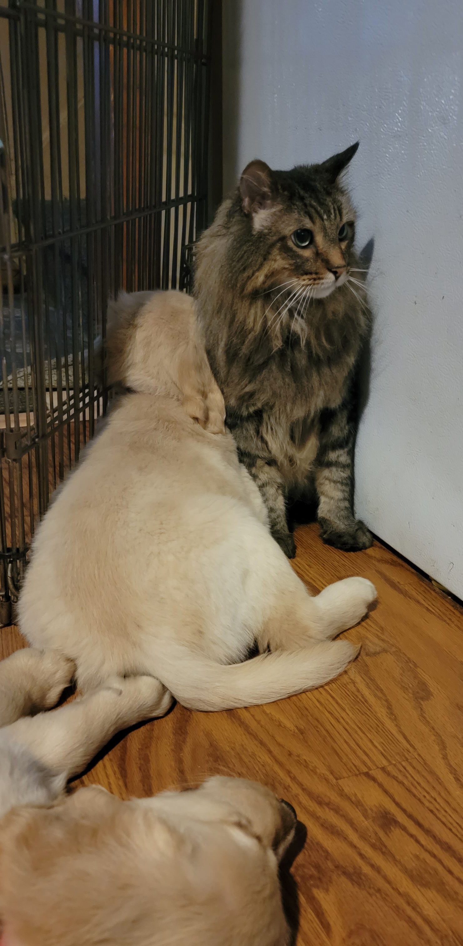 Golden Retriever Puppies from JK Goldens