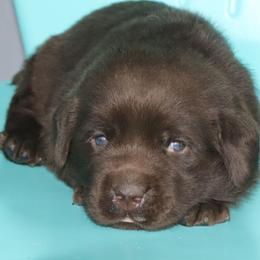 Calvin - Chocolate male Labrador Retriever puppy in Camden, Indiana from Prebleridge Acres