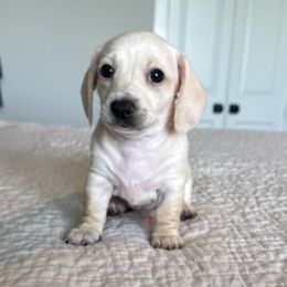 HOLLY - Cream female Dachshund puppy in Fort Worth, Texas from Chadwick Farms Mini Dachshunds