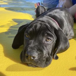 Cane Corso from Guardiano Cane Corso