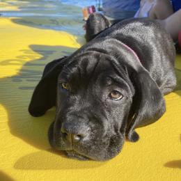 Cane Corso from Guardiano Cane Corso