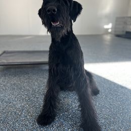 Giant Schnauzer and Poodle All Grown Up from Pawsh K9’s