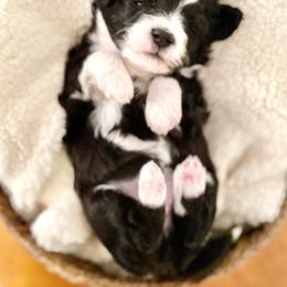 Aussiedoodle Puppies from Ever After Mini Doodles