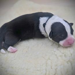 Black collar - Black and white male Cardigan Welsh Corgi puppy in Omaha, Arkansas from DnD Corgis