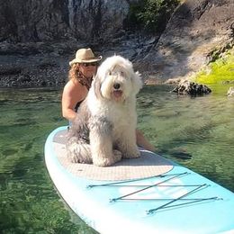 Old English Sheepdogs from Island Bound Old English Sheepdogs