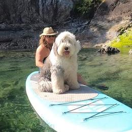 Old English Sheepdogs from Island Bound Old English Sheepdogs