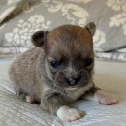 Maverick - Blue and white male Chihuahua puppy in Menifee, California from Lane’s Little Long Coats