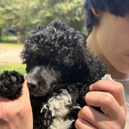 Kentucky - Parti male Poodle puppy in Florence County, South Carolina from Modern Family Standards
