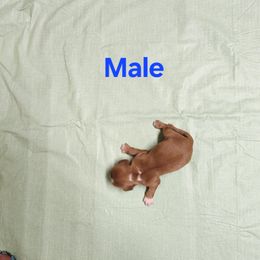 AKC RUBY MALE - Ruby male Cavalier King Charles Spaniel puppy in Joplin, Missouri, Missouri from HOL-A-DA CAVALIERS