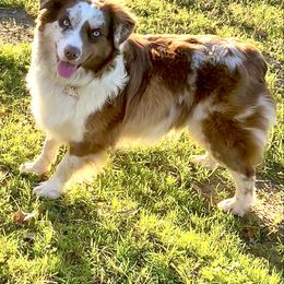 Dolly - Miniature Australian Shepherd