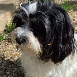 Chloe - Havanese