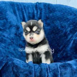 Nova - Black and white female Pomsky puppy in Hawaii from Island Pomskies