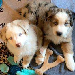 Miniature Australian Shepherd Puppies from Morgan Hill Aussies