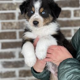 Australian Shepherd, Miniature American Shepherd, Miniature Australian Shepherd, and Toy Australian Shepherd Puppies from Painted Blue Aussies