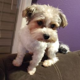 Hondo - Yorkshire Terrier