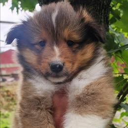 Boy 1 - Sable and white male Shetland Sheepdog puppy in Weedsport, New York from M&M Shelties and Smooch-A-Bulls English Bulldogs