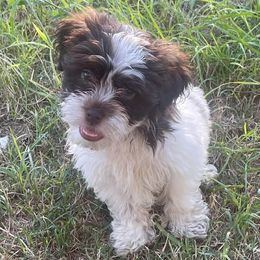 Shihpoos from Dws_kennelservices