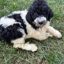 Mimosa English Teddybear Tri Color - Parti female Goldendoodle puppy in Grove, Oklahoma from Guinn Family Farms